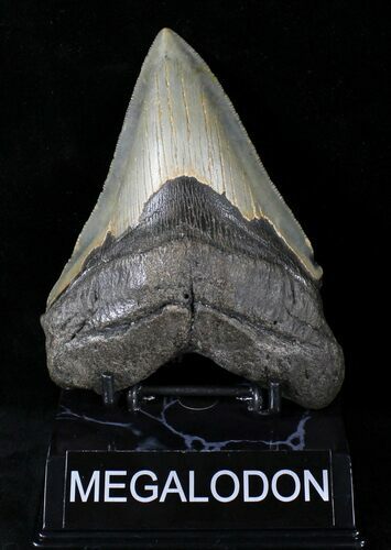 Serrated Megalodon Tooth - North Carolina #21721